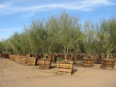 Blue Palo Verde