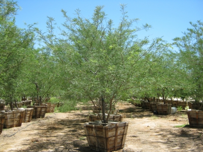 'Cooperi' Mesquite