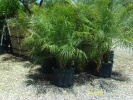 Pygmy Date Palm