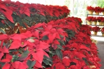 Poinsettias