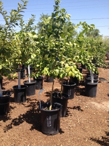 Meyer Lemon Tree