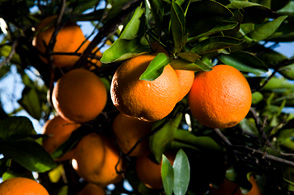 Arizona Sweet Orange