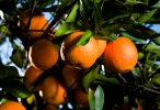 Arizona Sweet Orange