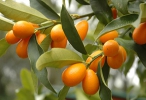 Nagami Kumquat