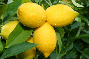 Lisbon Lemon