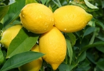 Lisbon Lemon