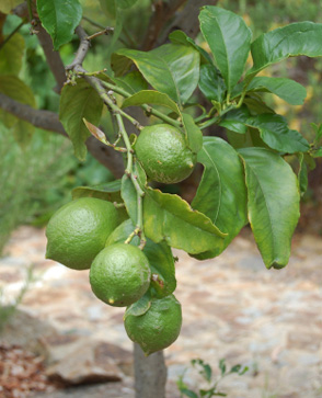 Mexican Lime