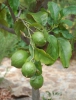 Mexican Lime