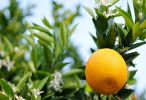 Washington Navel Orange