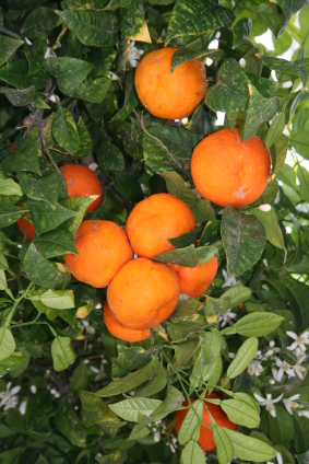 Valencia Orange