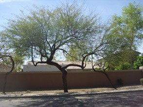 Chilean Mesquite