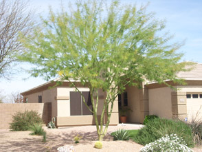 ‘Desert Museum’ Palo Verde