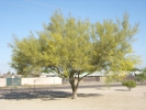 Foothills Palo Verde