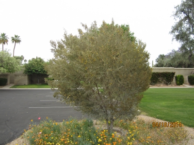 Leatherleaf Acacia