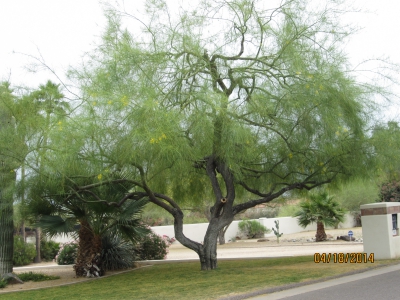 Native Palo Verde