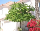 Flowering Pear