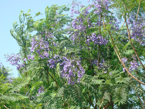 Jacaranda