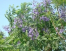 Jacaranda