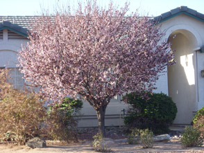 Flowering Plum