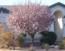 Flowering Plum