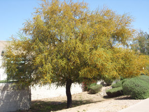 Sweet Acacia: Whitfill Nursery Flowering Trees