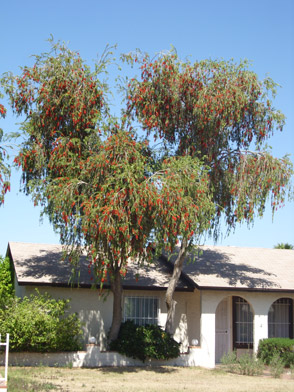 Weeping Bottle Brush