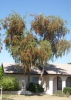 Weeping Bottle Brush