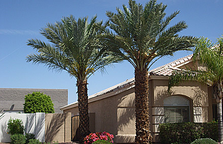 Arizona Nursery Plant Garden Arizona Nursery Plant Garden Gardening Plants Gardeners Trees
