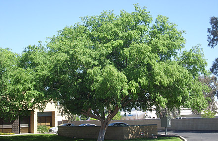Arizona Nursery Plant Garden Arizona Nursery Plant Garden Gardening Plants Gardeners Trees