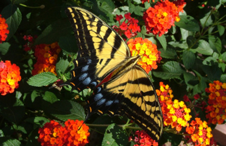Arizona Nursery Plant Garden Arizona Nursery Plant Garden Gardening Plants Gardeners Trees