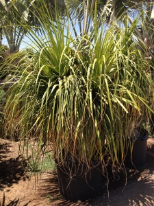 Ponytail Palm