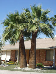 California Fan Palm