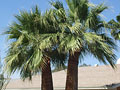 California Fan Palm