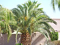 Canary Island Date Palm