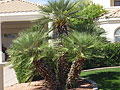 Mediterranean Fan Palm