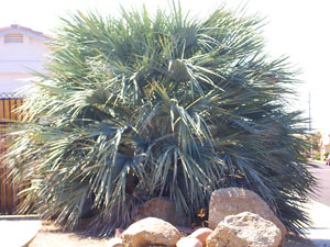 Mexican Blue Palm