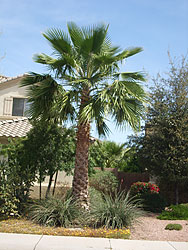 Mexican Fan Palm