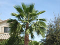 Mexican Fan Palm