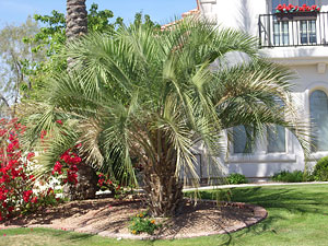 Pindo Palm