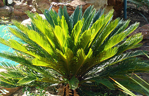 Sago Palm