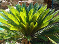 Sago Palm