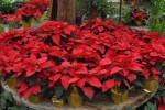 Beautiful Poinsettias