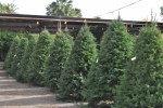 Christmas Trees