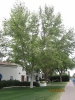 California Sycamore