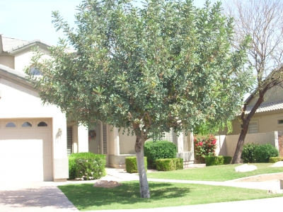 Carob Tree