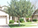 Carob Tree