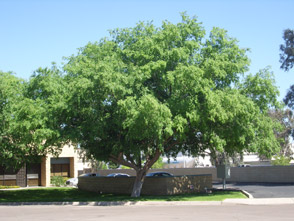 Chinese Elm