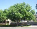 Chinese Elm