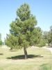 Edarica Pine