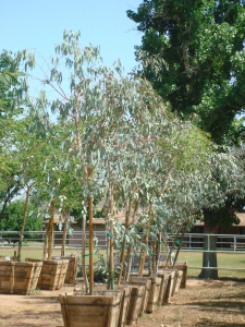 Eucalyptus